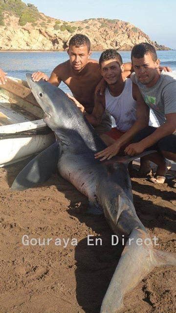 requin algerie|Algérie : INCROYABLE ! un requin attaqué à coup de。